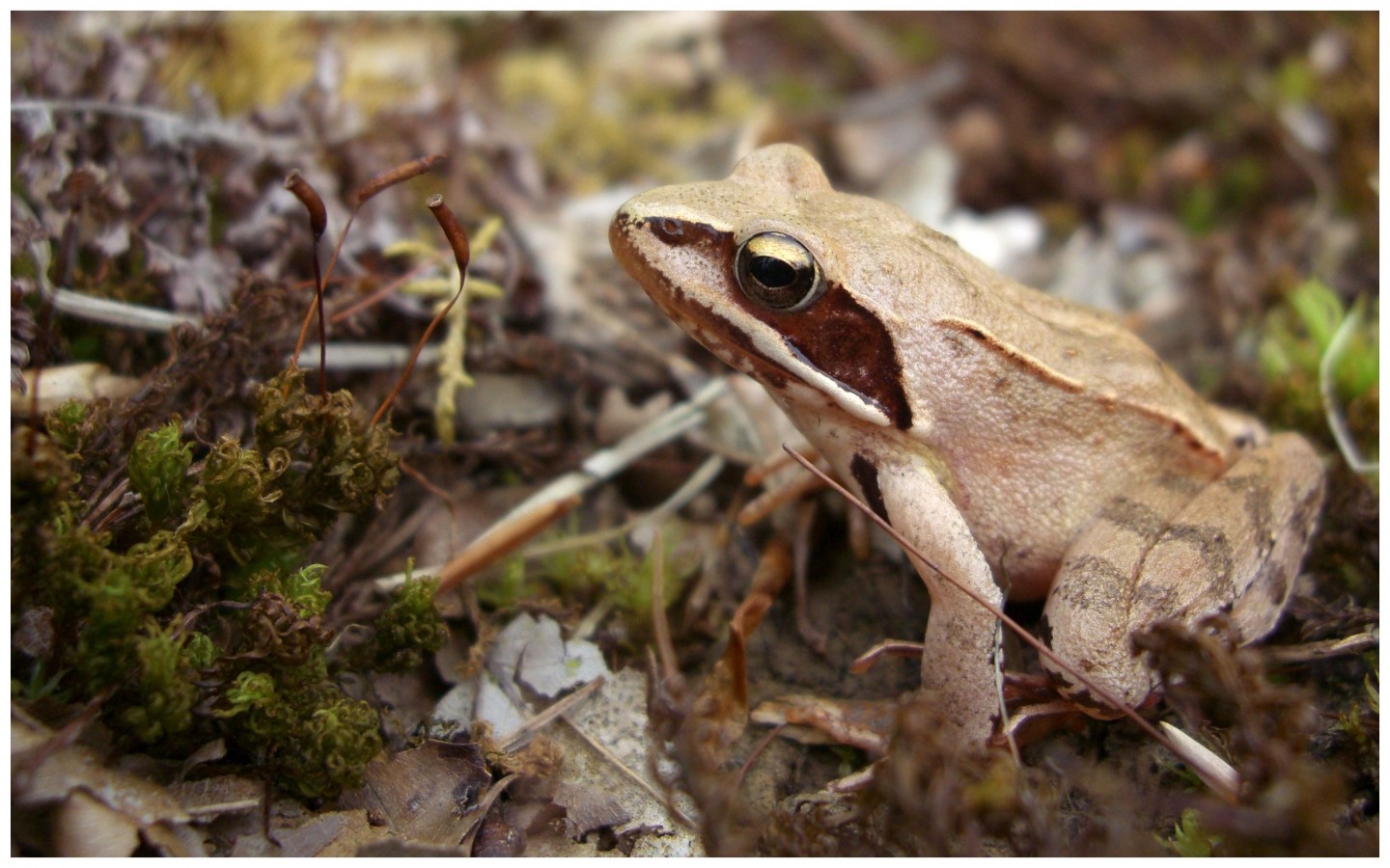 Fonds d'cran Animaux Grenouilles - Crapauds Rana dalmatina