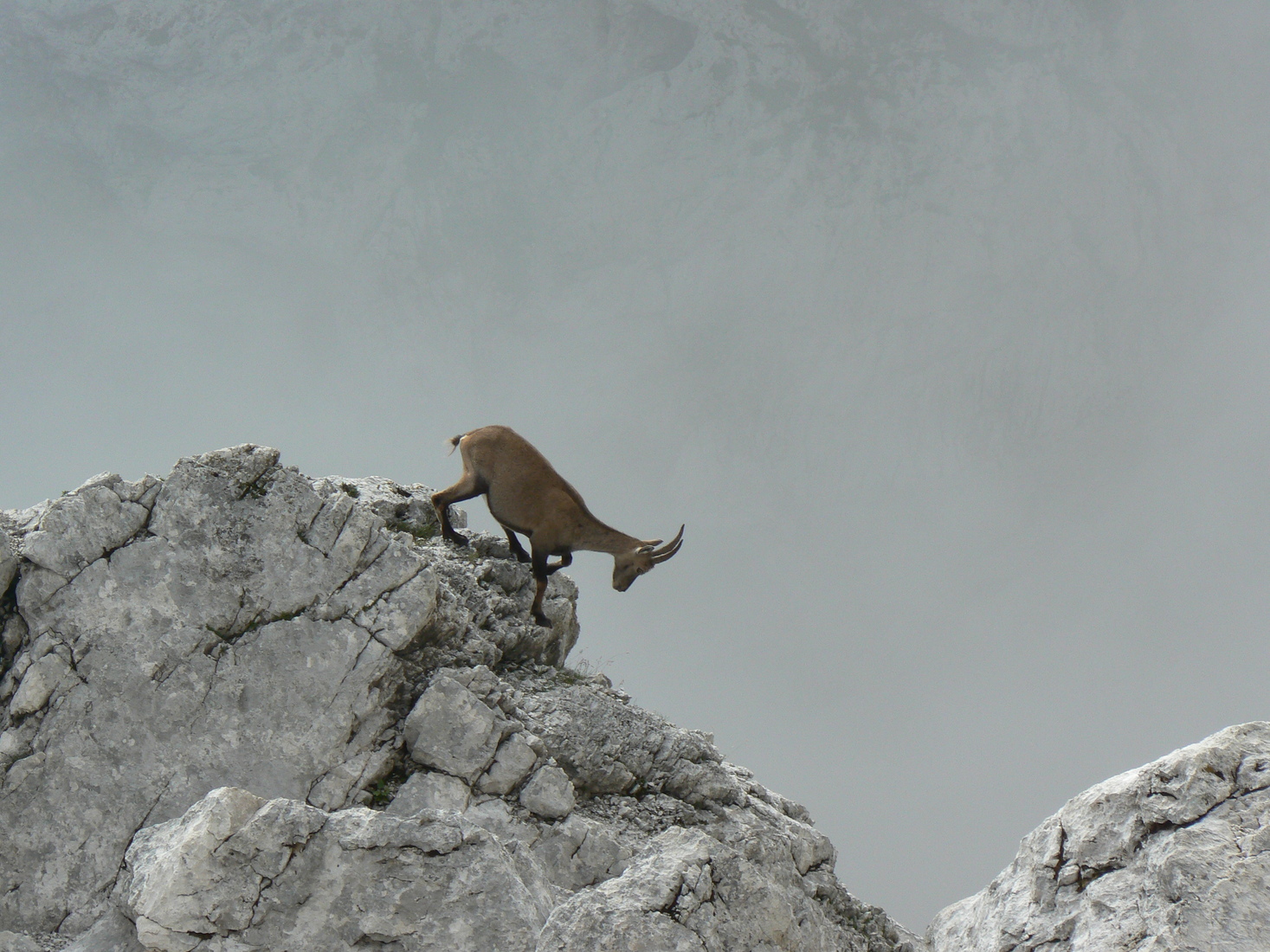 Wallpapers Animals Chamois 