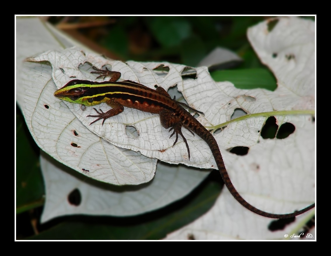 Fonds d'cran Animaux Lzards - Iguanes Guet-apens