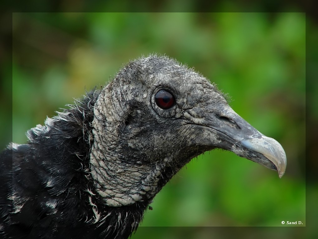 Fonds d'cran Animaux Oiseaux - Vautours Vautour Urubu