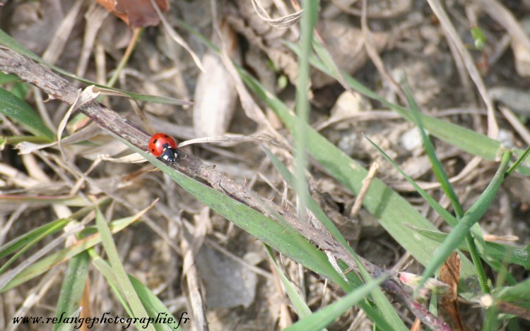 Wallpapers Animals Insects - Ladybugs relangephotographie.fr