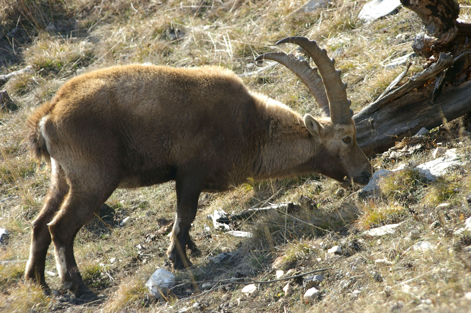 Wallpapers Animals Ibex 