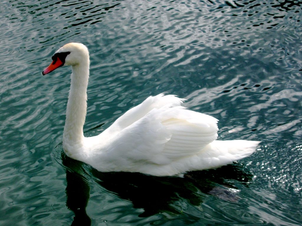 Fonds d'cran Animaux Oiseaux - Cygnes 