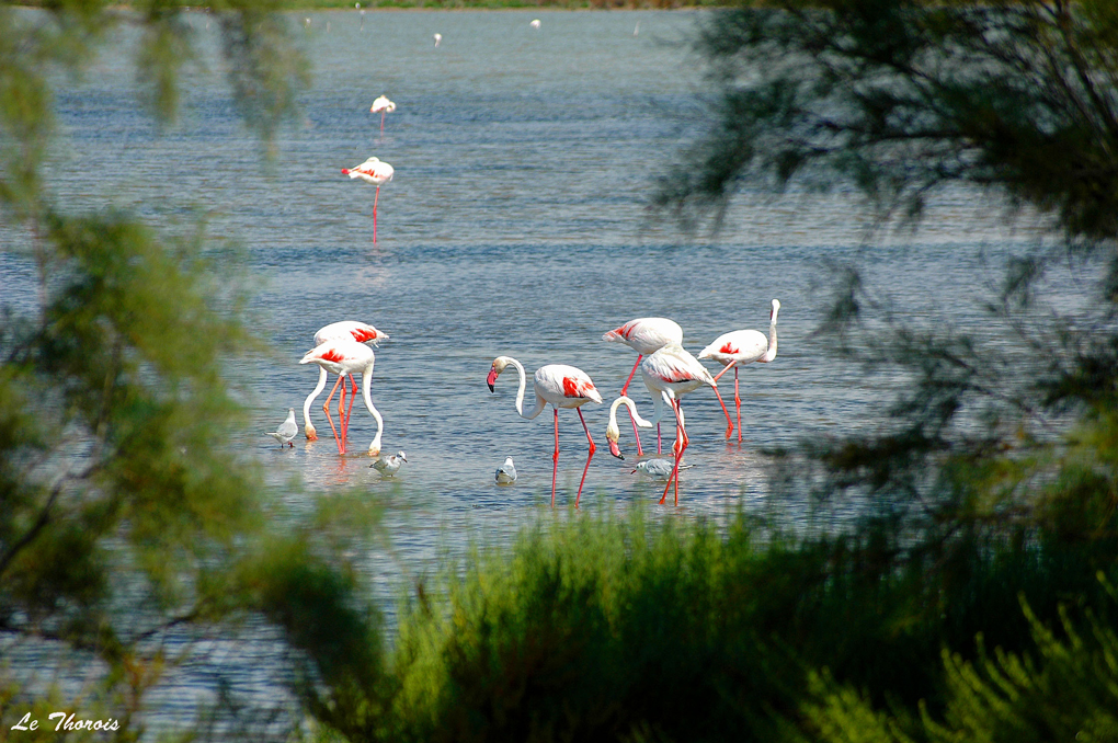 Fonds d'cran Voyages : Europe France > Provence-Alpes-Cte d'Azur Flamands