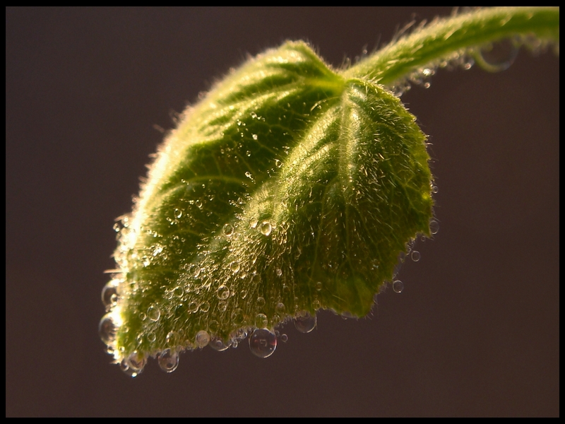 Wallpapers Nature Leaves - Foliage 