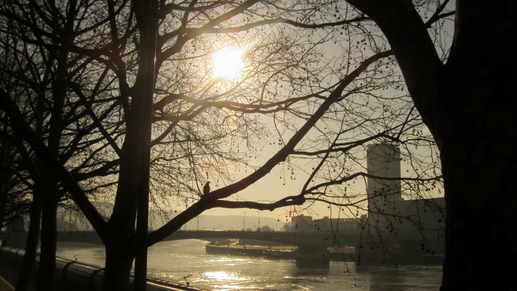 Fonds d'cran Nature Fleuves - Rivires - Torrents la seine au soleil sous le regard d'un oiseau perch sur un arbre