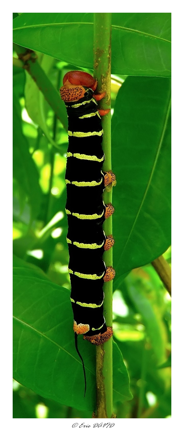 Fonds d'cran Animaux Insectes - Chenilles Chenille