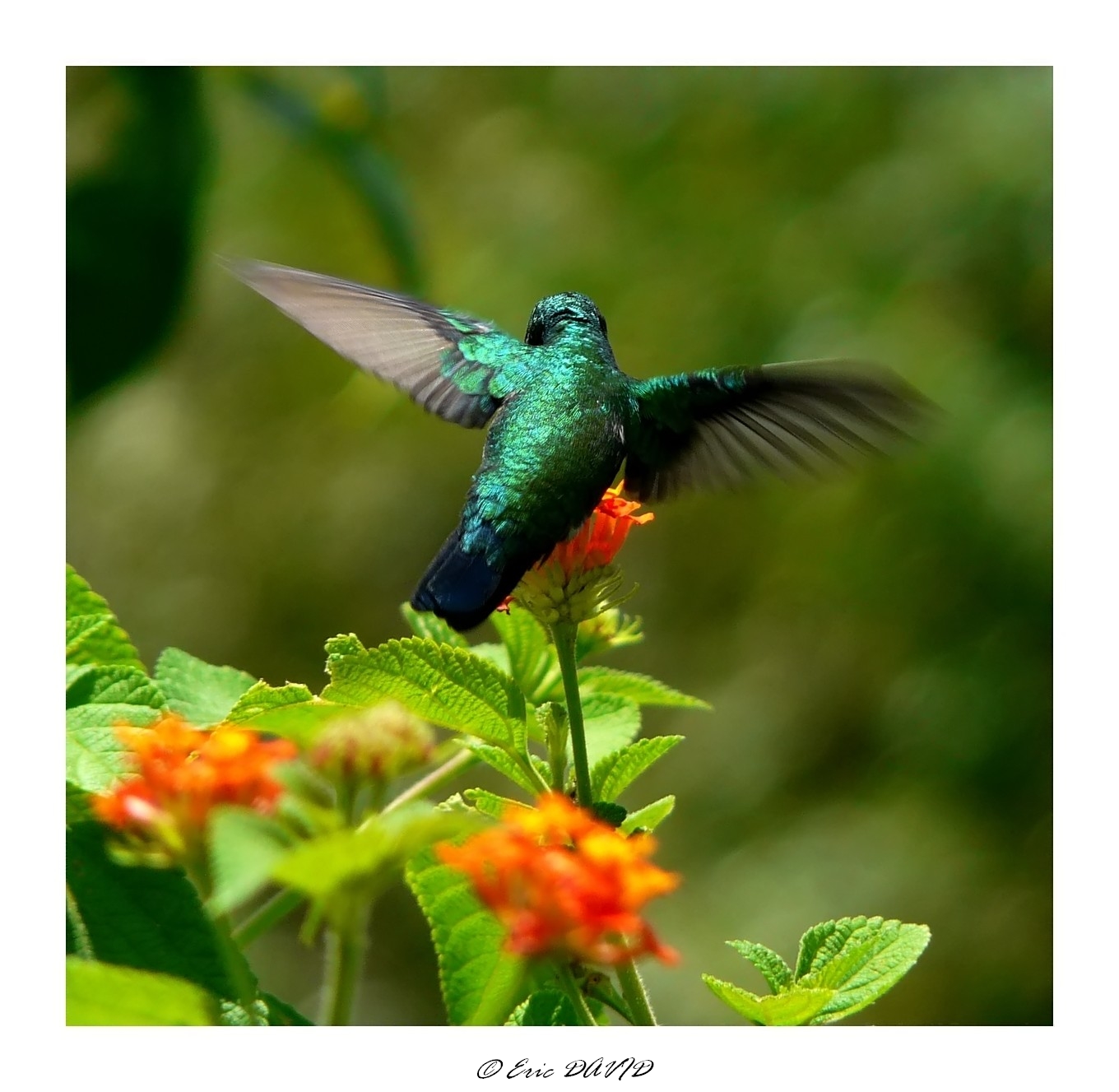 Wallpapers Animals Birds - Hummingbirds Colibri