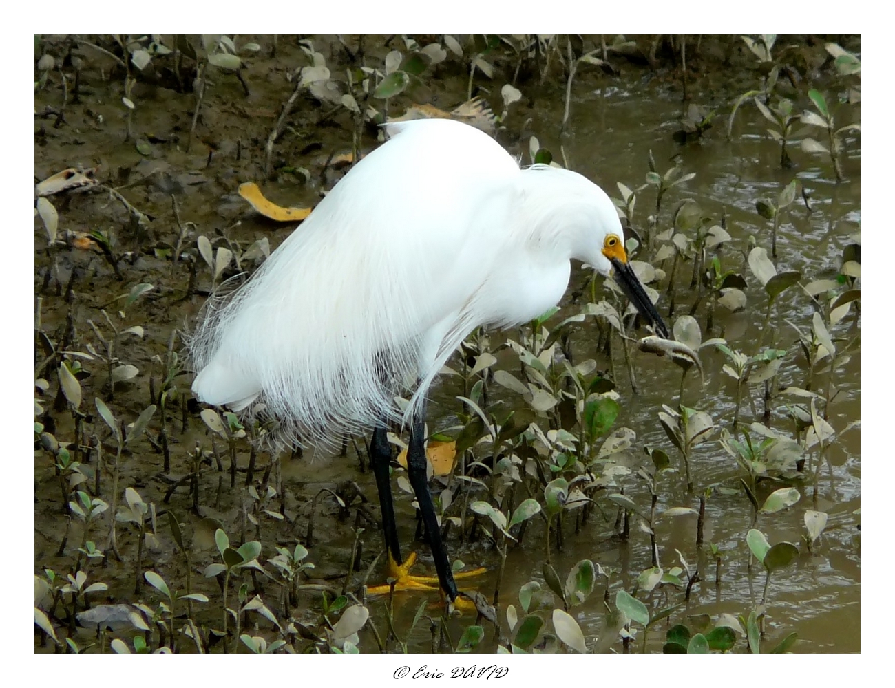 Fonds d'cran Animaux Oiseaux - Aigrettes Aigrette neigeuse et son poisson