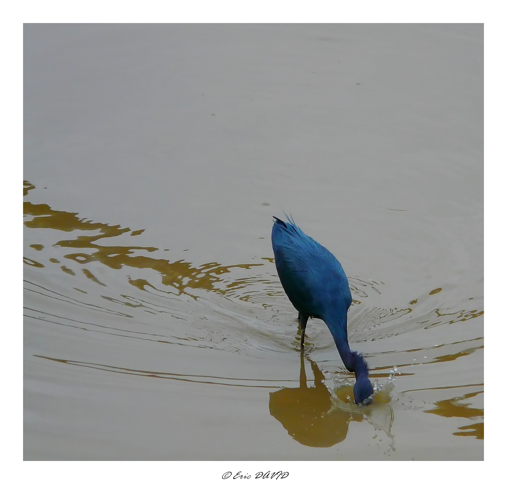 Fonds d'cran Animaux Oiseaux - Aigrettes Aigrette bleue