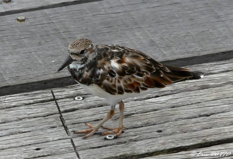 Wallpapers Animals Birds - Misc Tournepierre