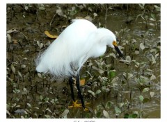 Fonds d'cran Animaux Aigrette neigeuse et son poisson