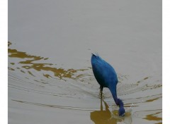 Fonds d'cran Animaux Aigrette bleue