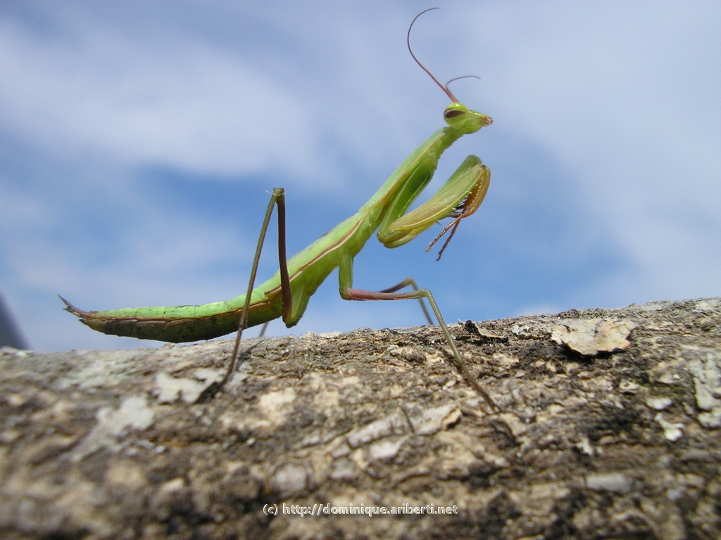 Fonds d'cran Animaux Insectes - Mantes Religieuse Mante religieuse