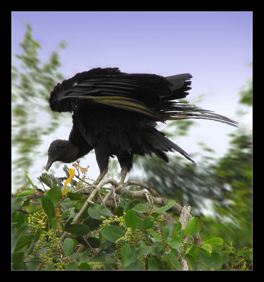 Fonds d'cran Animaux Oiseaux - Vautours Vautour Urubu 2