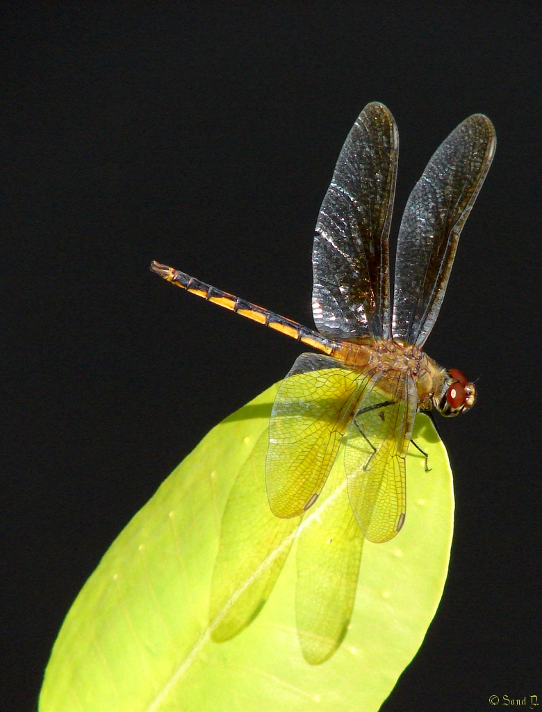 Fonds d'cran Animaux Insectes - Libellules Libellule