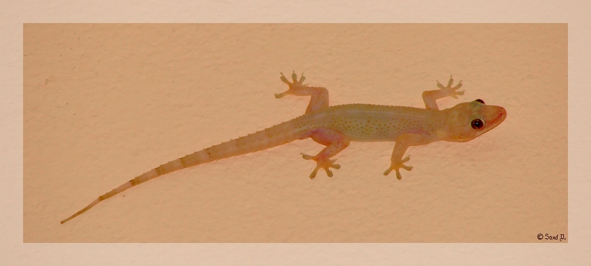 Wallpapers Animals Lizards - Iguanas Lzard Gecko