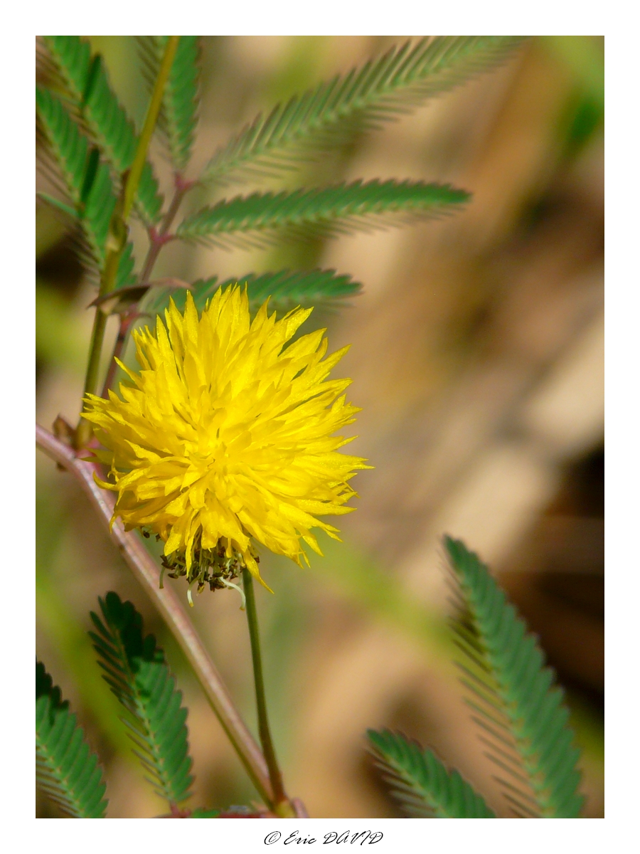 Fonds d'cran Nature Fleurs 