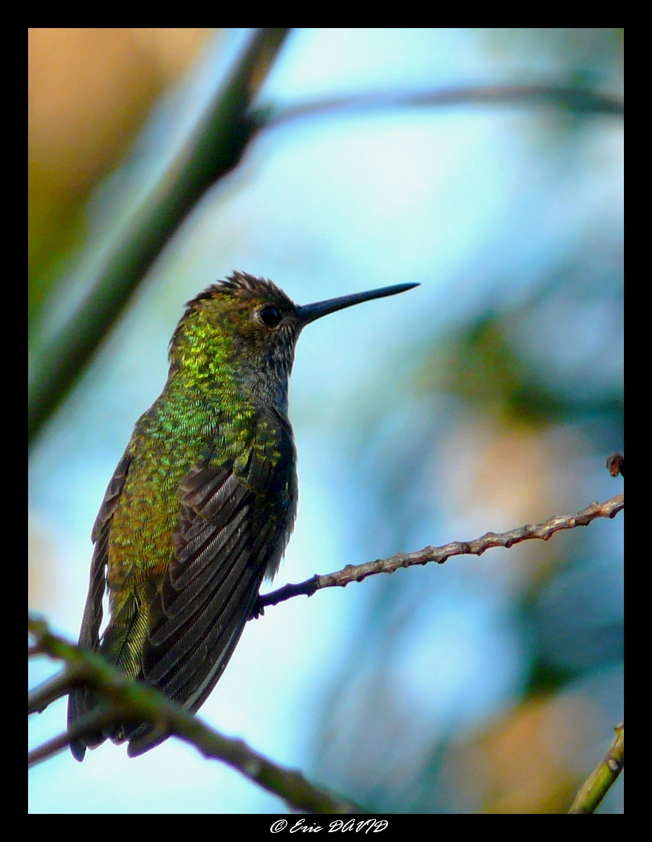 Fonds d'cran Animaux Oiseaux - Colibris Colibri