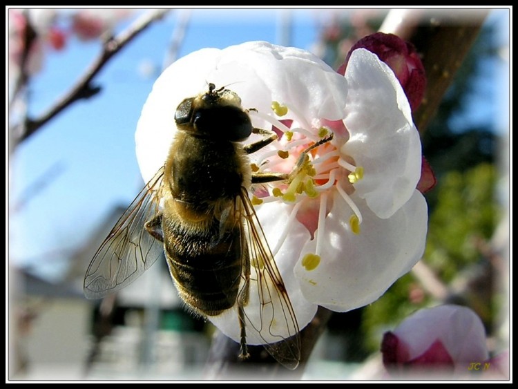 Fonds d'cran Animaux Insectes - Abeilles Gupes ... Butineuse