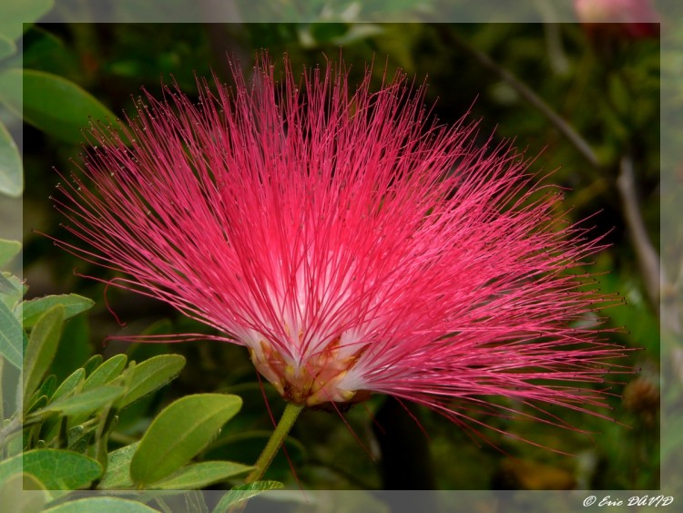 Fonds d'cran Nature Fleurs Albizia