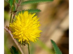 Fonds d'cran Nature Image sans titre N198197