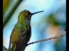 Fonds d'cran Animaux Colibri