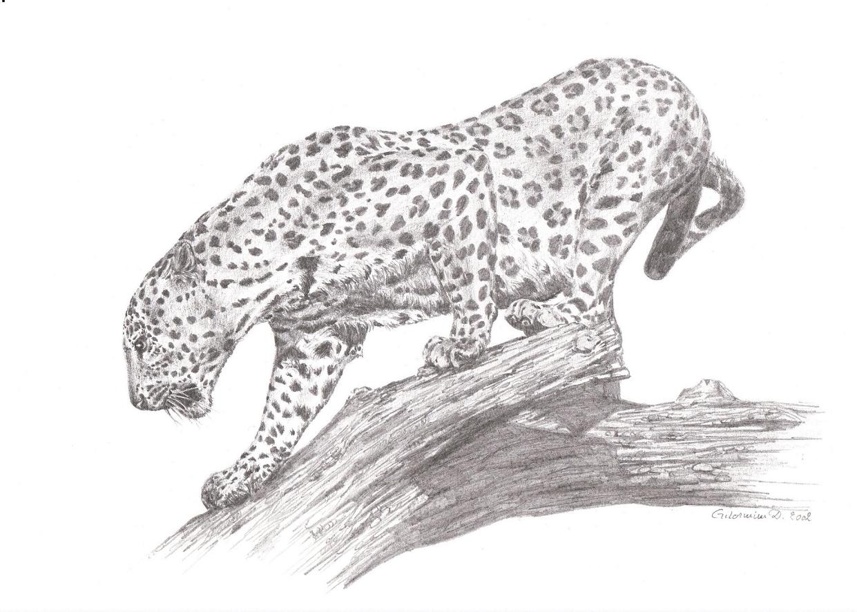 Wallpapers Art - Pencil Animals - Panthers Lopard