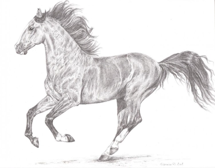 Wallpapers Art - Pencil Animals - Horses Oxosso, Cheval Lusitanien