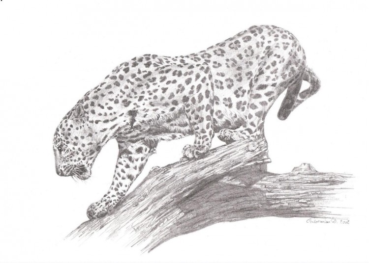 Fonds d'cran Art - Crayon Animaux - Panthres Lopard