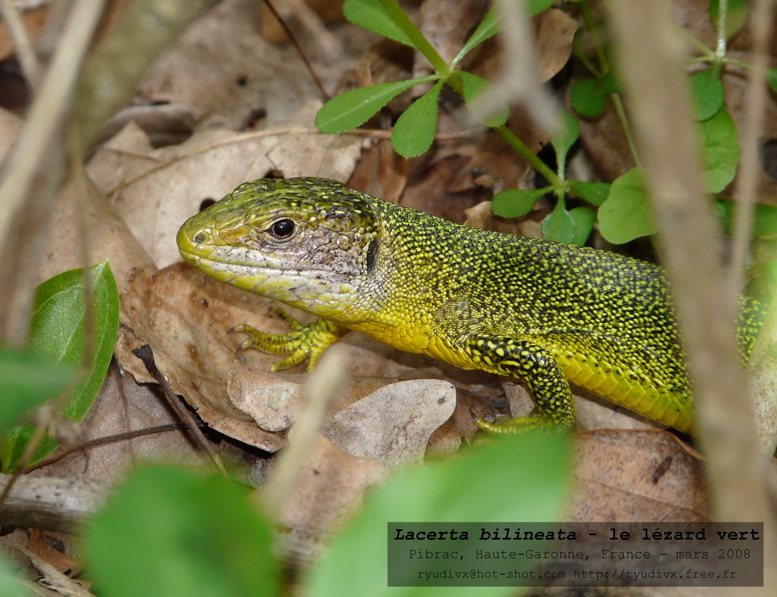 Fonds d'cran Animaux Lzards - Iguanes Lacerta bilineata - le lzard vert