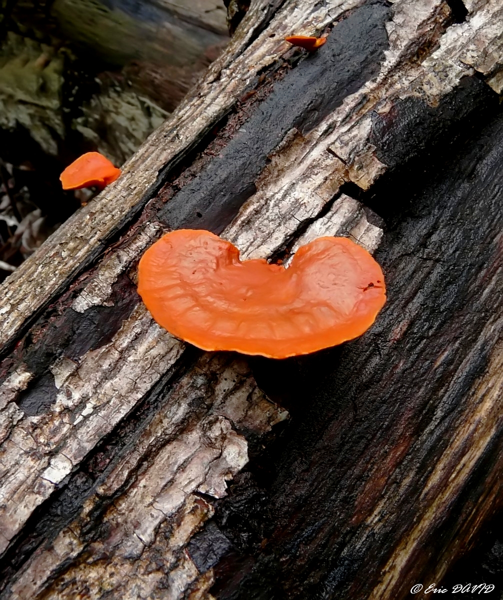 Fonds d'cran Nature Champignons Sous-bois