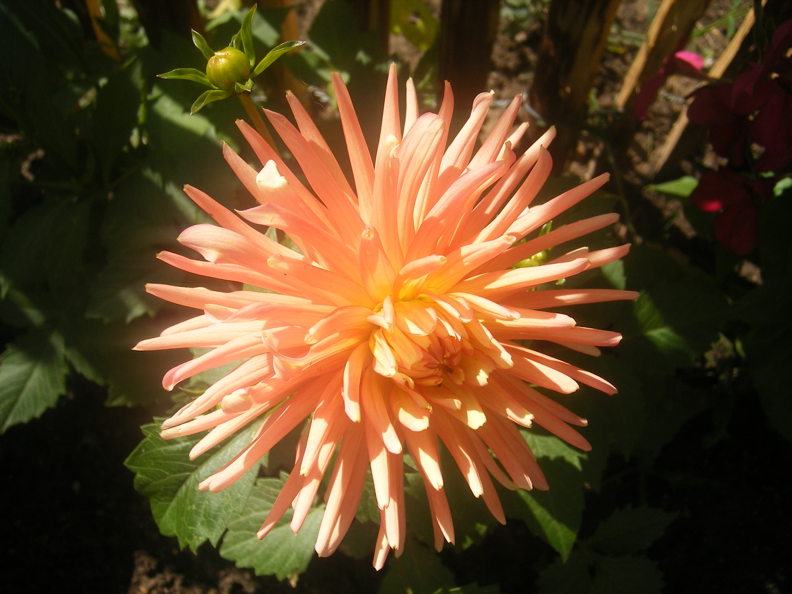 Fonds d'cran Nature Fleurs un dahlia au soleil