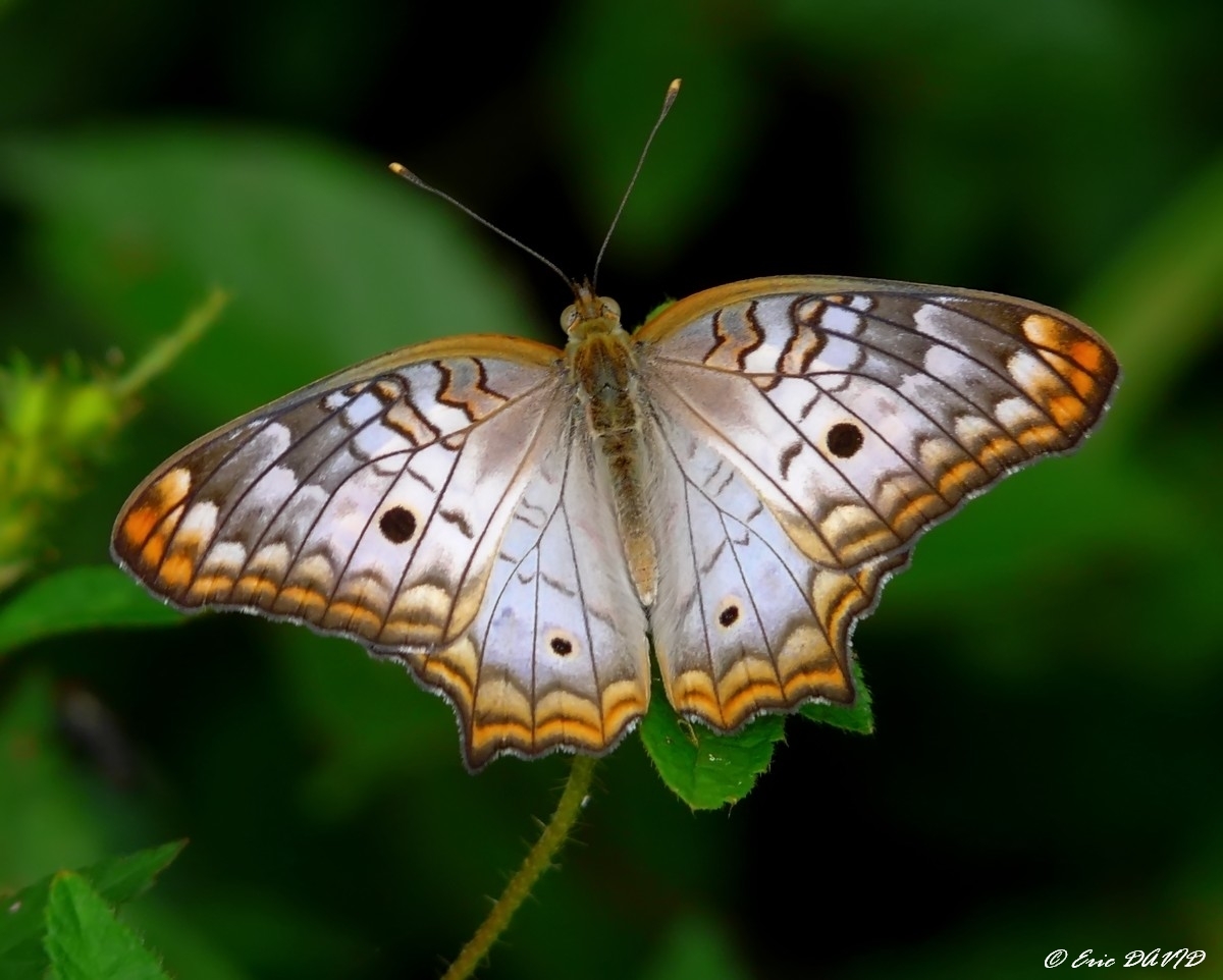 Wallpapers Animals Insects - Butterflies Anartia Jatrophae