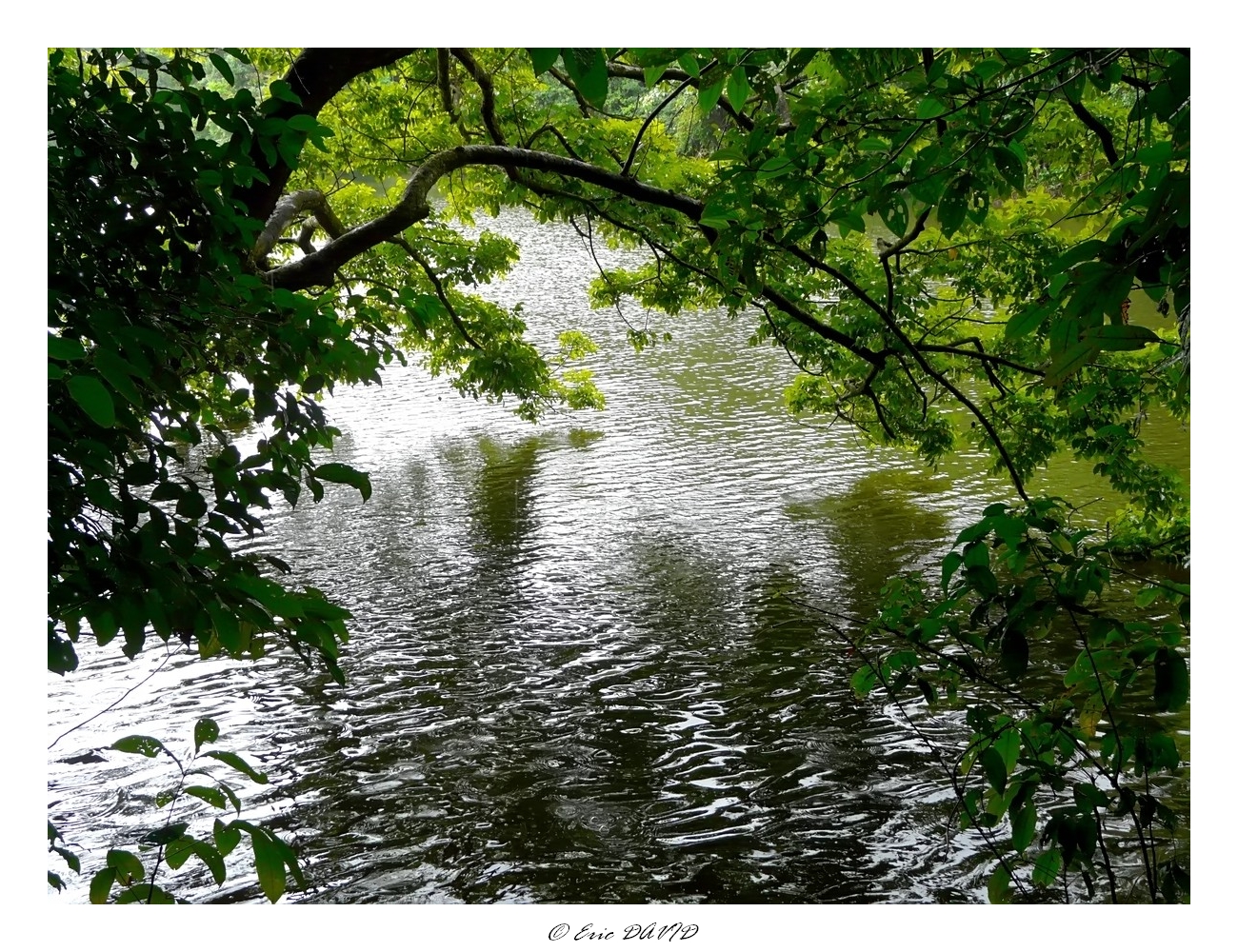 Fonds d'cran Nature Feuilles - Feuillages Sous les feuillages