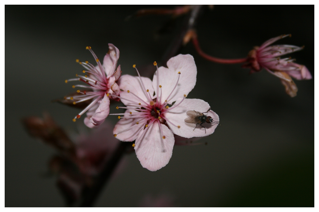 Wallpapers Nature Flowers Fleur et sa Mouche