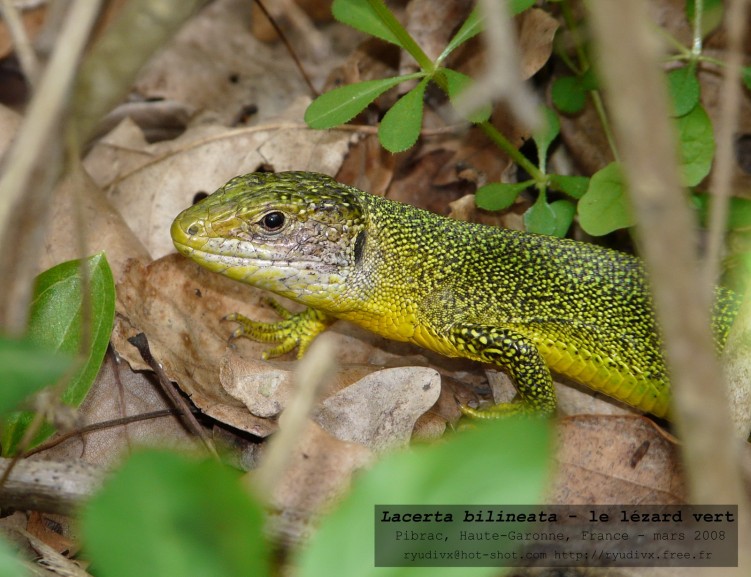 Wallpapers Animals Lizards - Iguanas Lacerta bilineata - le lzard vert