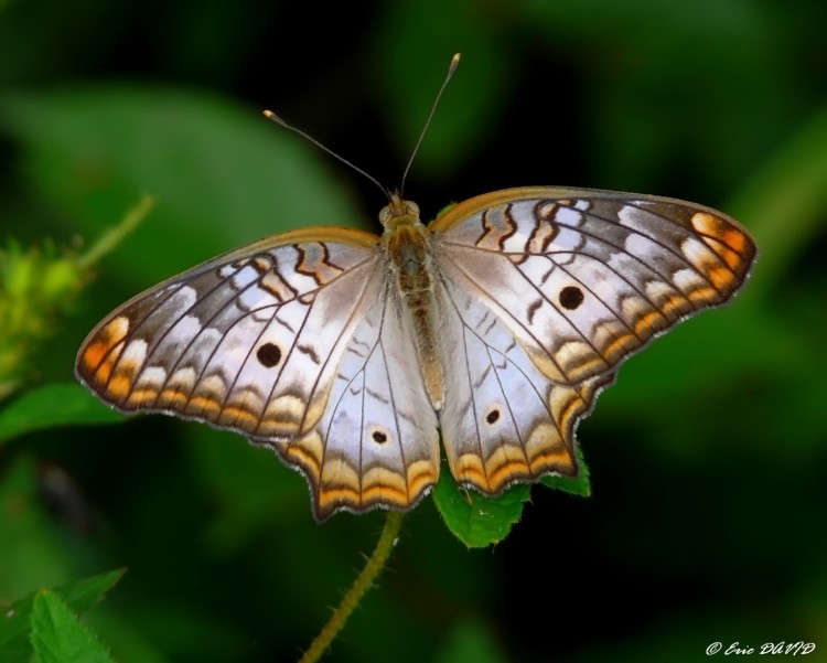 Wallpapers Animals Insects - Butterflies Anartia Jatrophae