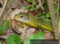 Wallpapers Animals Lacerta bilineata - le lzard vert