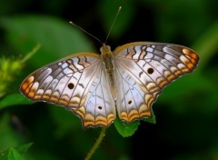 Wallpapers Animals Anartia Jatrophae