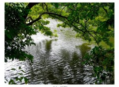 Fonds d'cran Nature Sous les feuillages