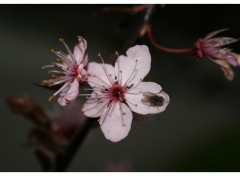 Fonds d'cran Nature Fleur et sa Mouche