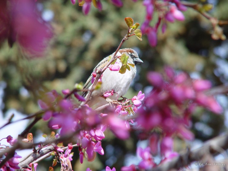 Fonds d'cran Animaux Oiseaux - Divers Oiseau au Jardin du Generalife