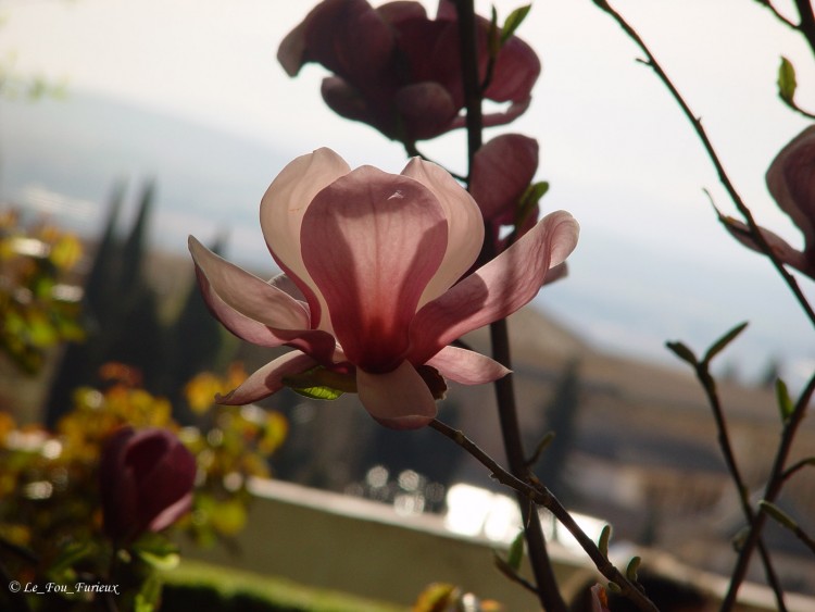 Fonds d'cran Nature Fleurs Fleur des jardins du generalife