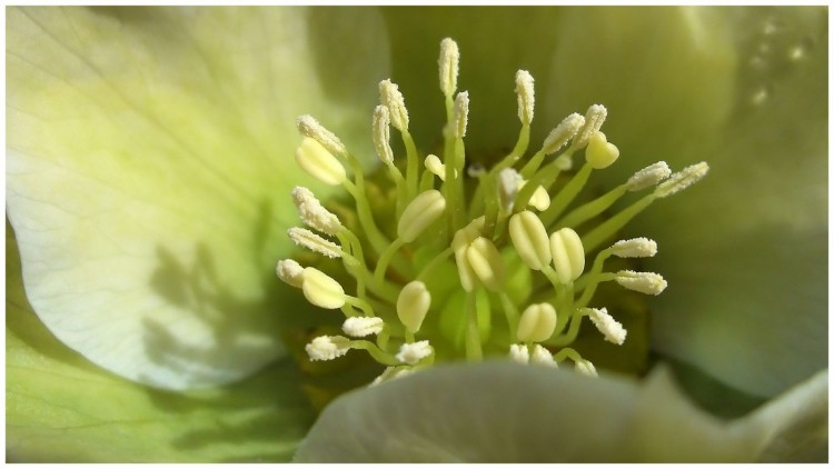 Fonds d'cran Nature Fleurs Coeur d'Ellbore