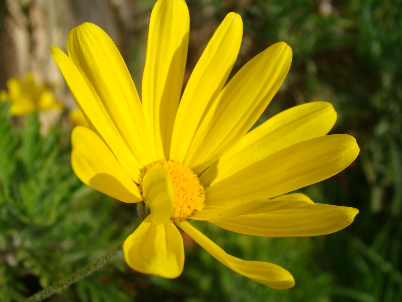 Fonds d'cran Nature Fleurs fleur du jardin