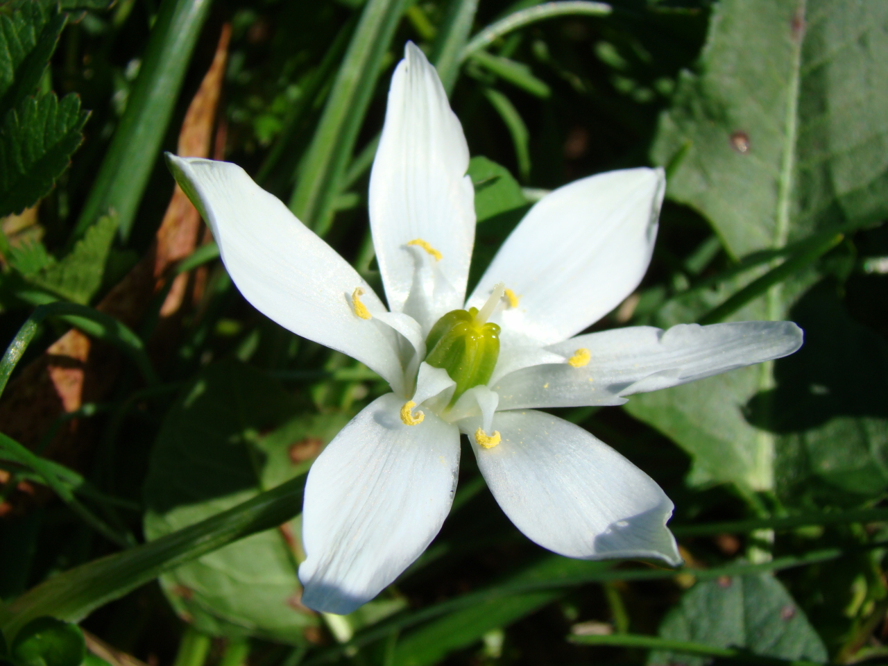 Wallpapers Nature Flowers fleur du jardin