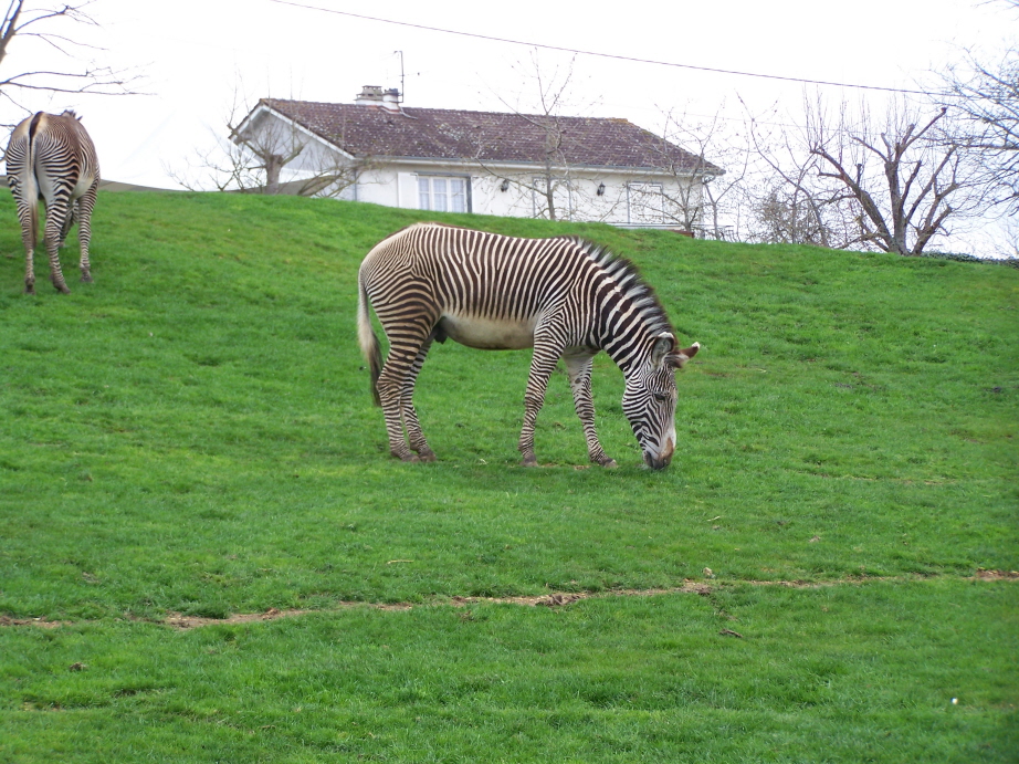 Wallpapers Animals Zebras Zèbre