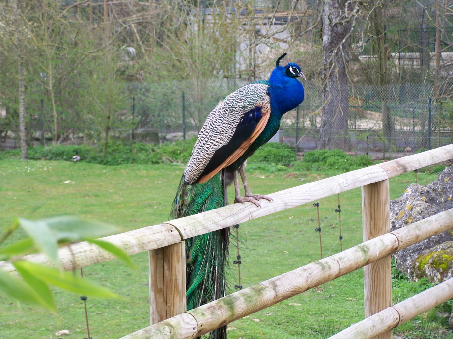 Wallpapers Animals Birds - Peacocks Paon