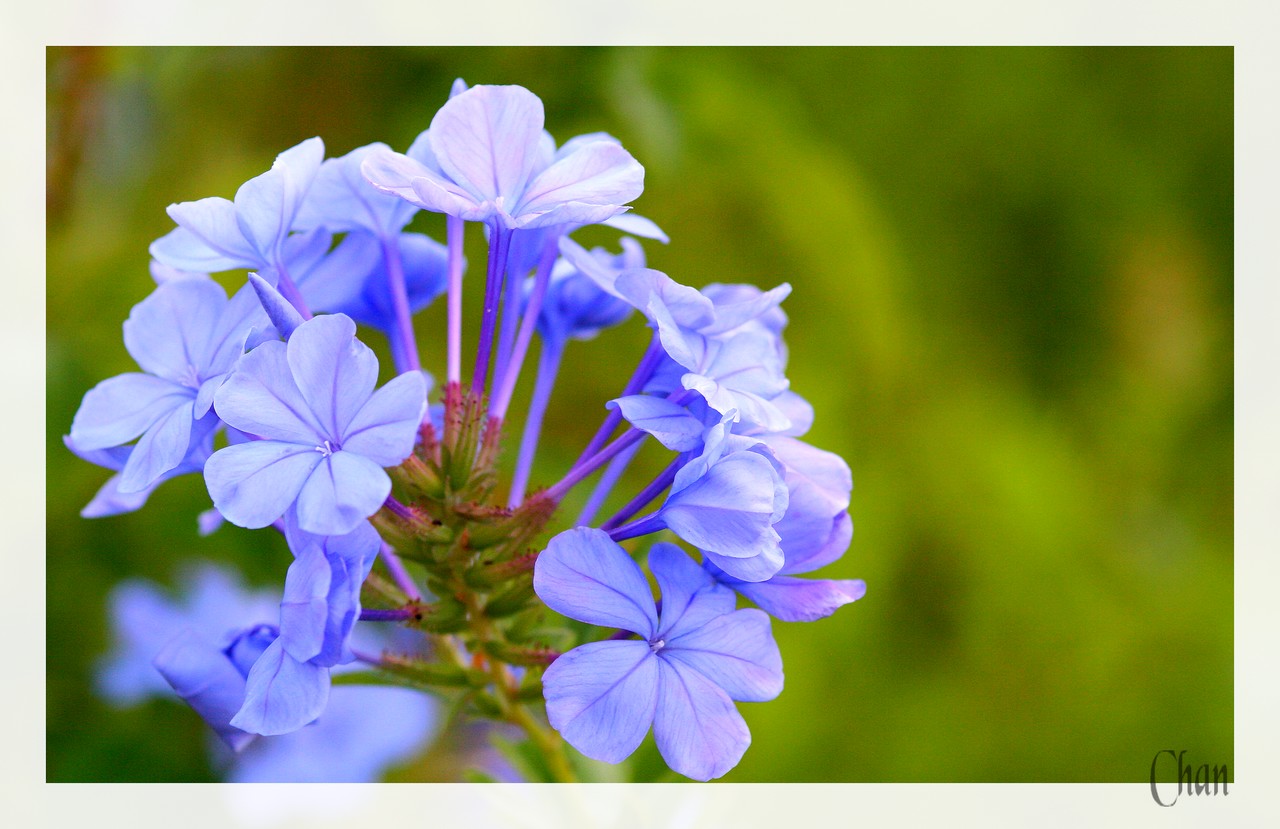 Fonds d'cran Nature Fleurs 